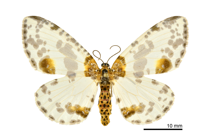Abraxas formosilluminata Female